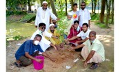 বাস্তুতন্ত্র পুনরুদ্ধারে শিক্ষা প্রতিষ্ঠানে গাছ লাগালেন হাসান আলী আলাল