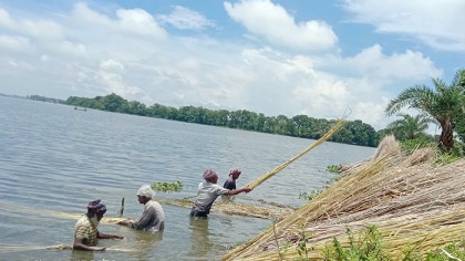 আত্রাইয়ে সোনালী আঁশ সংগ্রহে ব্যস্ত সময় পার করছেন চাষিরা