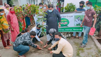 সৈয়দপুরে কৃষি বিভাগের বৃক্ষরোপন কর্মসূচি পালিত