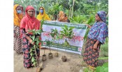 পঞ্চগড়ের বোদা উপজেলায় তিনদিন ব্যাপী ফলজ চারা বিতরণ ও প্রশিক্ষণের আয়োজন