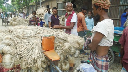 সারিয়াকান্দিতে এ মৌসুমে ১২০ কোটি টাকার পাট বিক্রি করবে চাষীরা