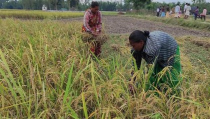 
নীলফামারীর কিশোরগঞ্জে আগাম আমন ধান কাটার ধুম