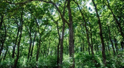 ২০৩০ সাল পর্যন্ত সংরক্ষিত বনের গাছ কাটা যাবে না
