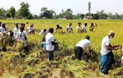 হাকিমপুরে বর্গাচাষির ধান কাটা-মাড়াই করে দিলো কৃষকলীগের নেতাকর্মীরা
