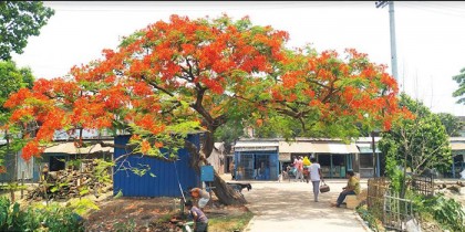 আদমদীঘিতে নান্দনিকতায় প্রকৃতি প্রেমীদের হাতছানি দিচ্ছে বর্ণিল কৃষ্ণচুড়া
