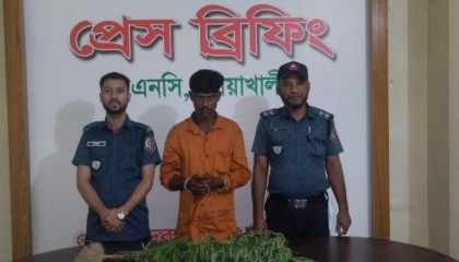 বাড়ির ছাদে গাঁজা চাষ, কেয়ারটেকার গ্রেফতার
