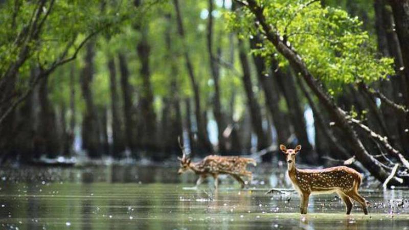 সুন্দরবন রক্ষায় সরকারের উদ্যোগের ভূয়সী প্রশংসা
