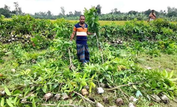 শিবগঞ্জে জমি দখলের বিরোধে বিনষ্ট হলো ৬ হাজার আমের চারা গাছ
