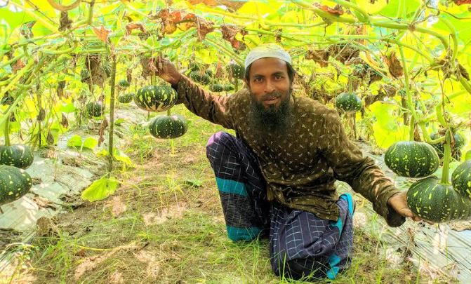 নন্দীগ্রামে অফ সিজিনের মিষ্টি কুমড়ো ঝুলছে কৃষক গফফারের মাচায়

