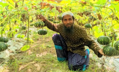 নন্দীগ্রামে অফ সিজিনের মিষ্টি কুমড়ো ঝুলছে কৃষক গফফারের মাচায়

