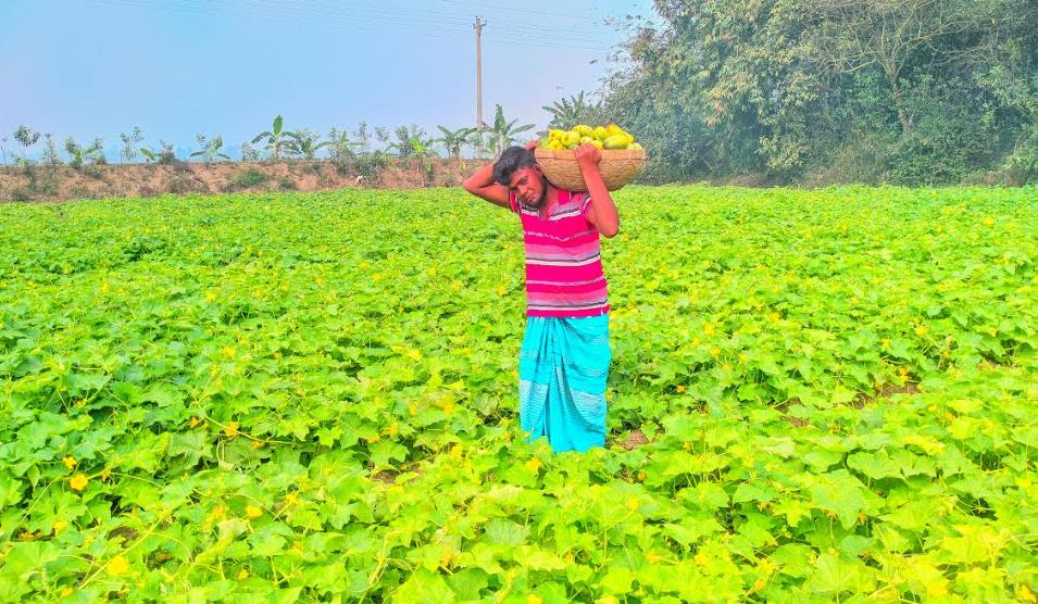 খিরা চাষ করে ভাগ্য বদলের স্বপ্ন দেখছে নন্দীগ্রামের রানা

