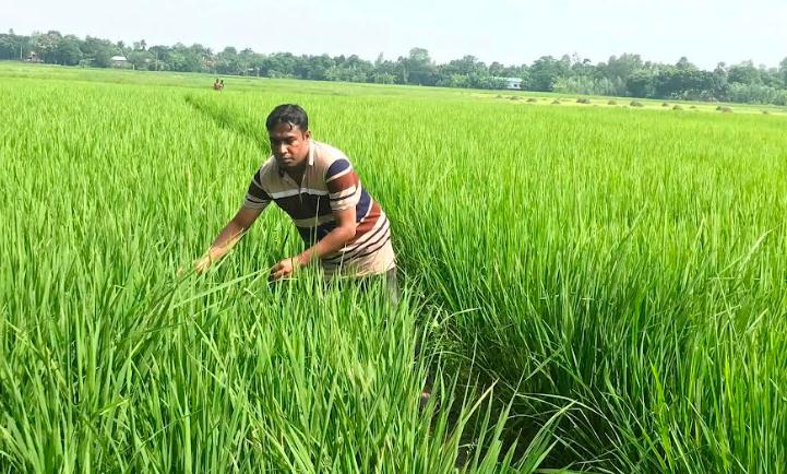 আত্রাইয়ে আমন ধানের সবুজ পাতায় দুলছে কৃষকের স্বপ্ন
