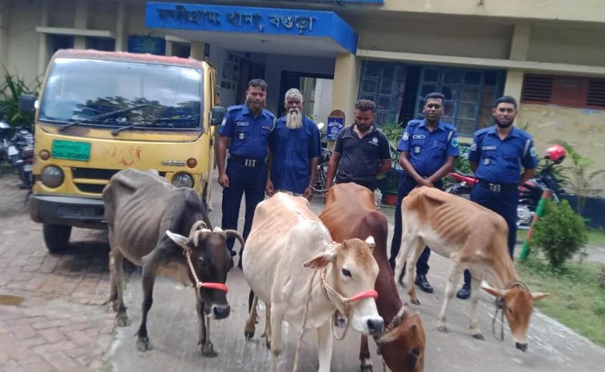 নন্দীগ্রামে পিকআপ ভ্যানসহ ৪টি চোরাই গরু উদ্ধার, গ্রেপ্তার দুই

