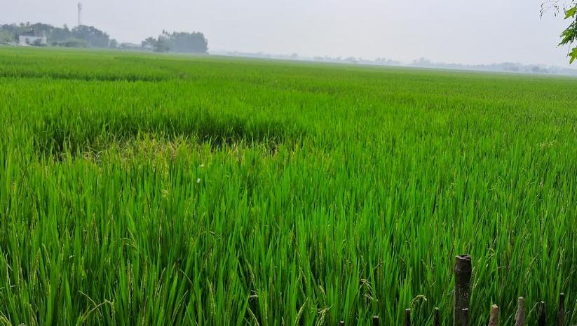 পার্বতীপুরে মৃদ বাতাসে দুলছে রোপা-আমনের শীষ,বাম্পার ফলনের সম্ভাবনা 
