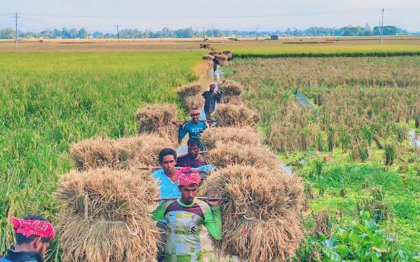 নন্দীগ্রামের মাঠ জুড়ে আমন ধান কাটার ধুম
