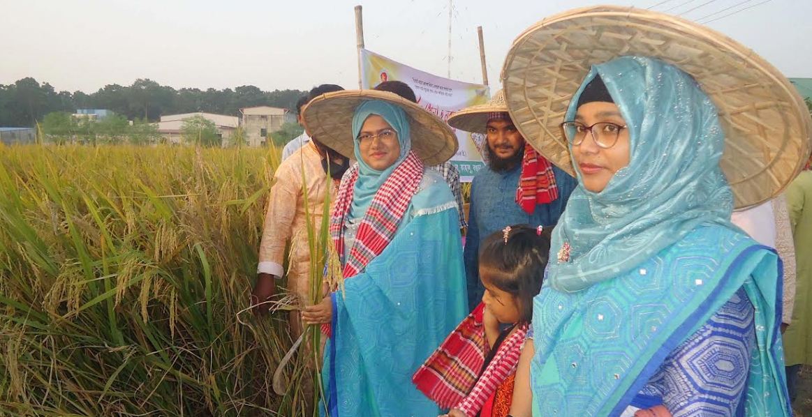 কাহালুতে মাঠ দিবস উপলক্ষে শস্য কর্তন ও নবান্ন উৎসব অনুষ্ঠিত
