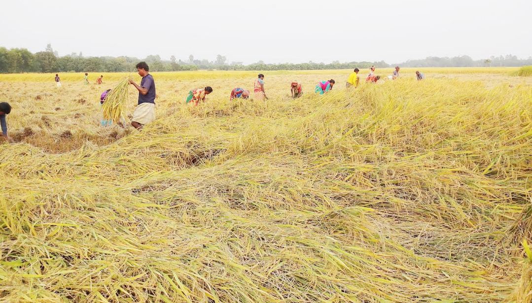 পোরশায় আমন কাটা মাড়াই শুরু, ভাল ফলন ও দামে খুশি কৃষক
