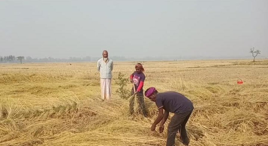 পার্বতীপুরে ঘন কুয়াশা আর কনকনে শীত উপেক্ষা করে ধান কাটা ও মাড়াইয়ের ধুম
