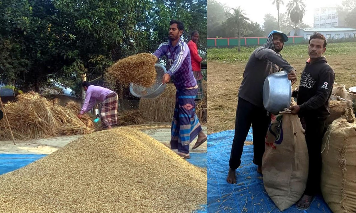 আদমদীঘিতে আমন ধান ফলনে কম হলেও দামে খুশি কৃষক

