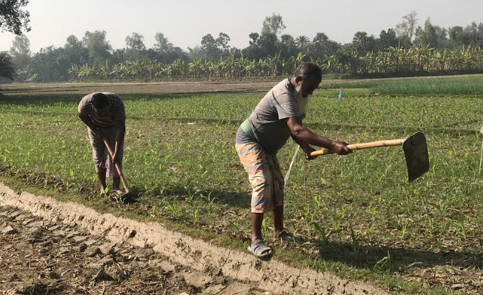 আত্রাইয়ে বৈরী আবহাওয়ায় ও শীতের তীব্রতায় বাড়ছে কৃষকের দুশ্চিন্তা

