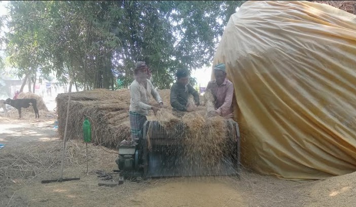 পঞ্চগড়ে আমনের বাম্পার ফলন, ভালো দাম পেয়ে কৃষক খুশি
